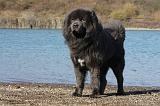 DOGUE DU TIBET 105
